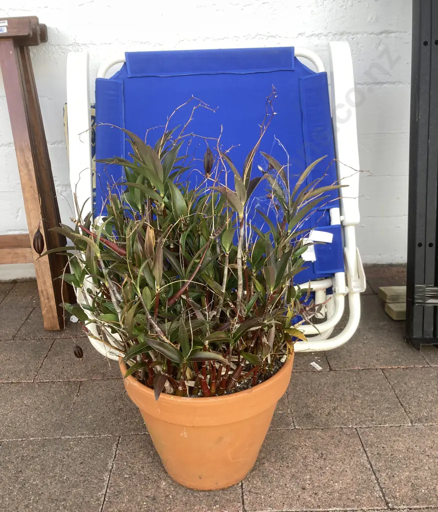 Tradescantia In Plant Pot. H55cm Image 1++