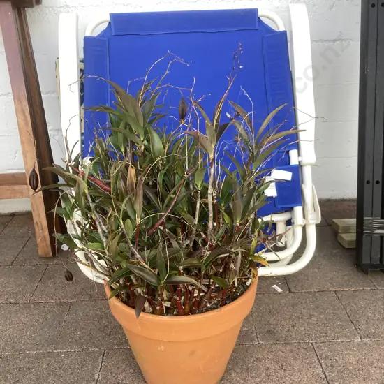 Tradescantia In Plant Pot. H55cm
