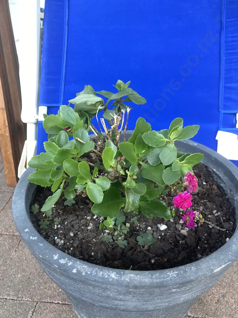Polygala Plant In 36 x 36cm Plant Pot Image 1++