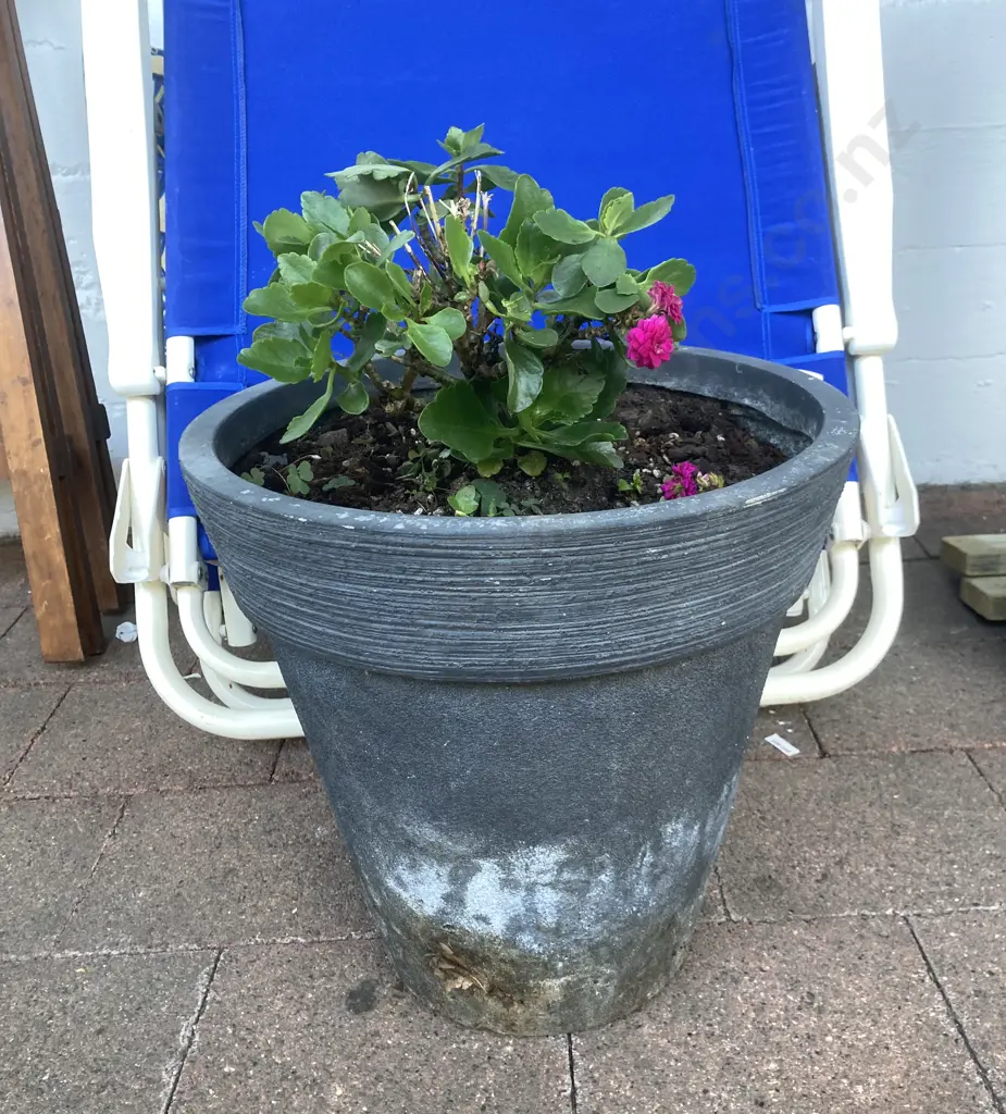 Polygala Plant In 36 x 36cm Plant Pot Image 1++