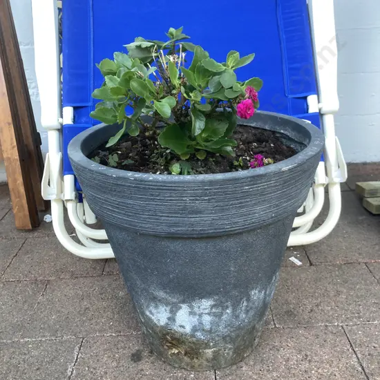 Polygala Plant In 36 x 36cm Plant Pot