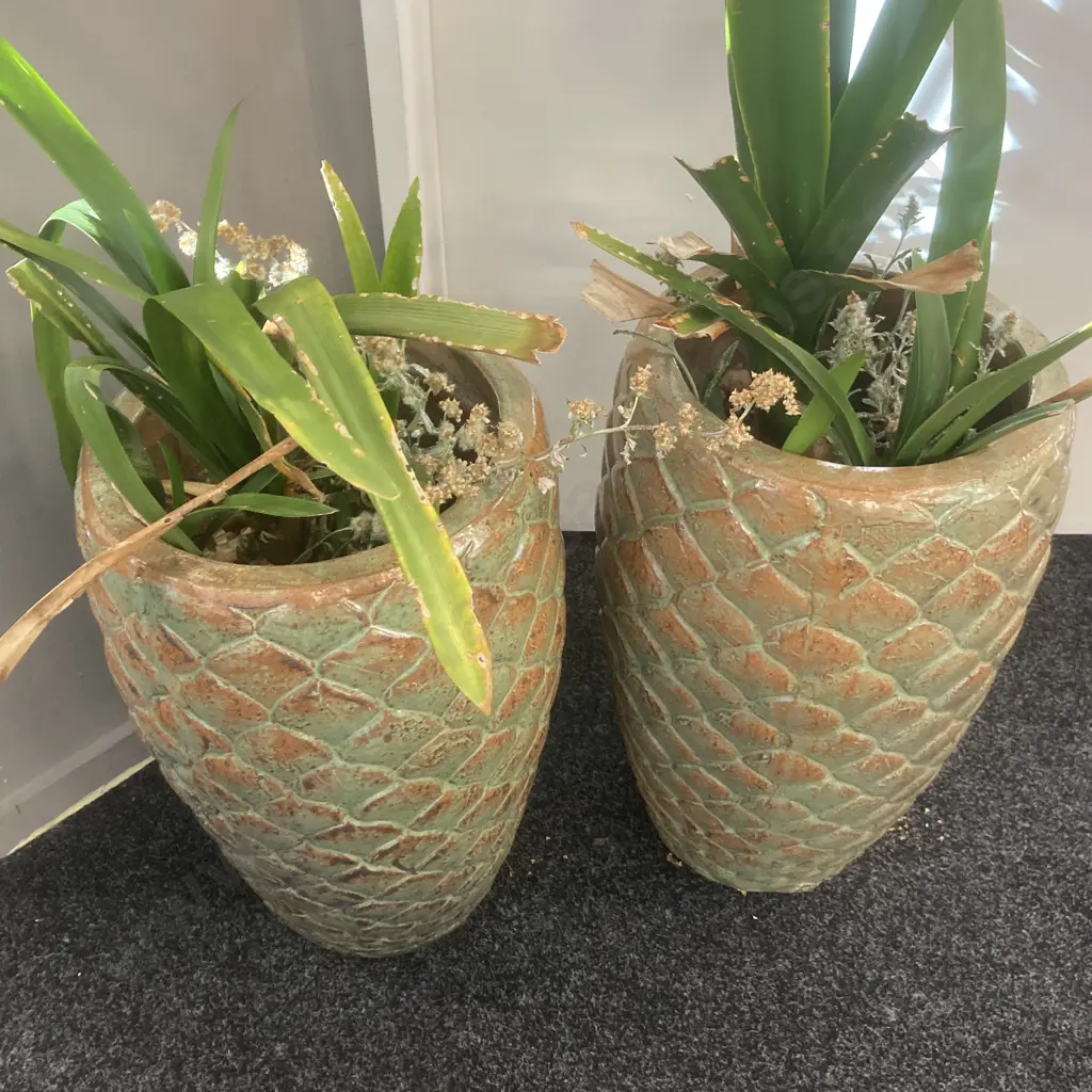 Pair of Glazed Ceramic Pineapple Planters With Clivias. 49 x 30cm Image 1++