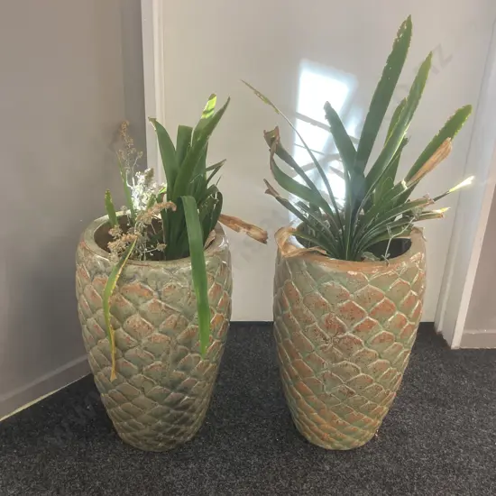 Pair of Glazed Ceramic Pineapple Planters With Clivias. 49 x 30cm
