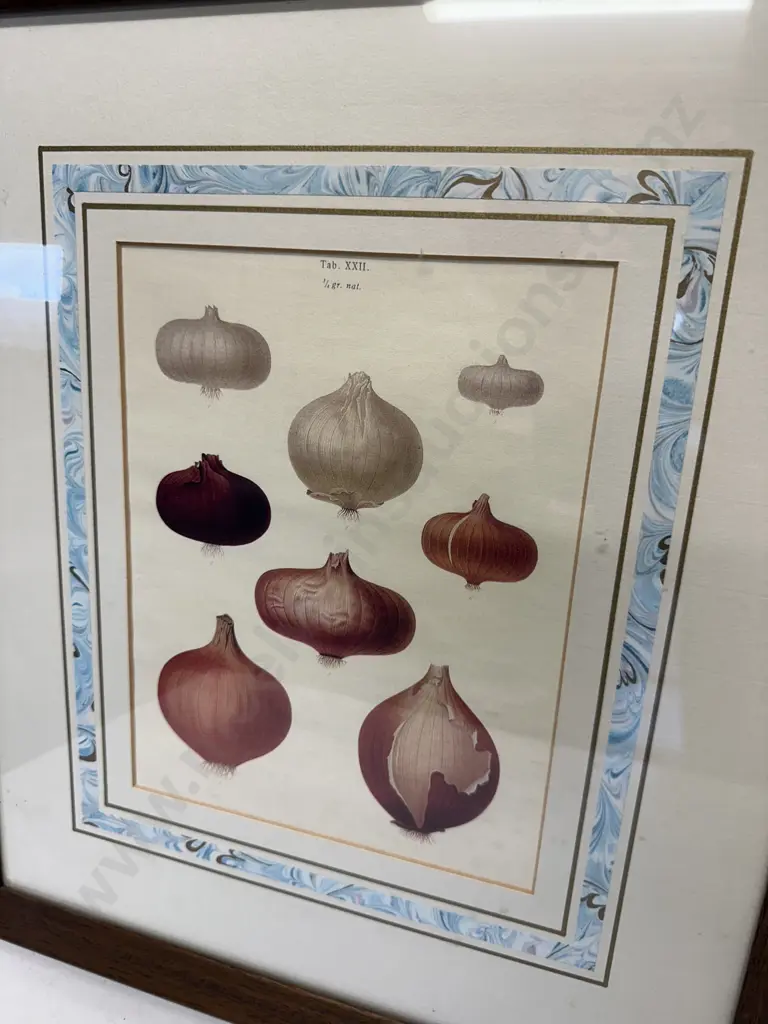 Pair Of Wooden Framed Artwork Tab IV Photos Of Prints Taken From The Album Benary Carrots & Onion Variety Image 1++