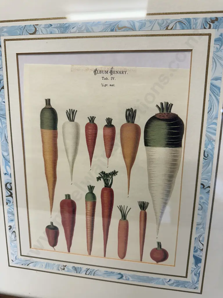 Pair Of Wooden Framed Artwork Tab IV Photos Of Prints Taken From The Album Benary Carrots & Onion Variety Image 1++