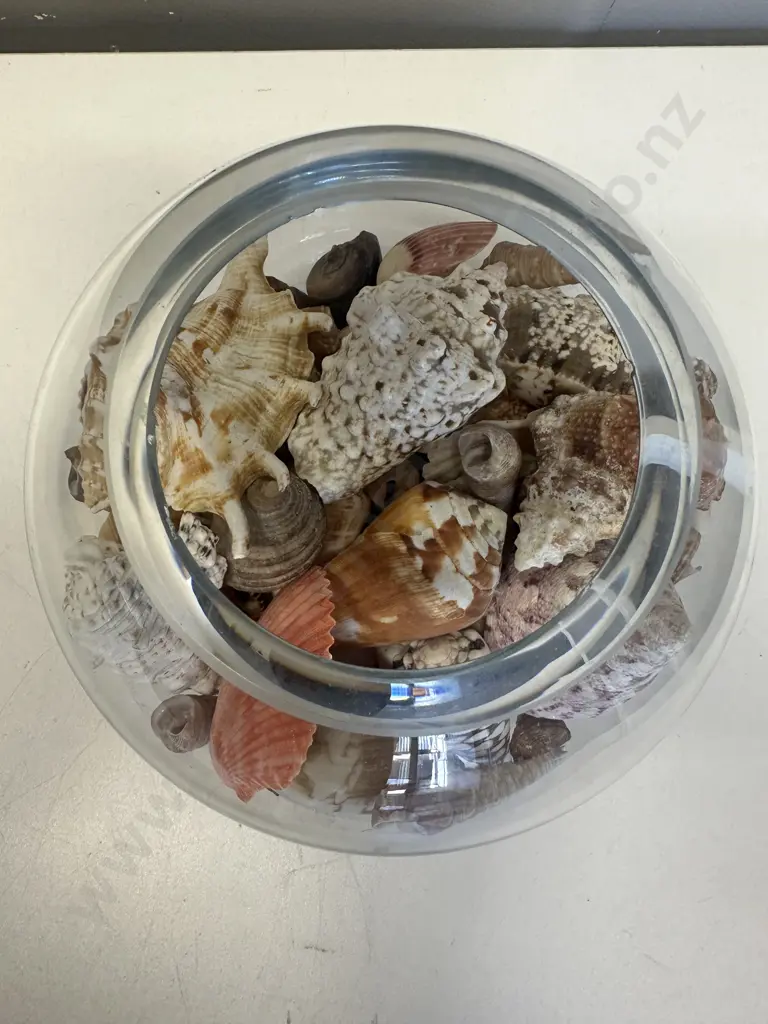 Selection Of Shells In Glass Vase Image 1++