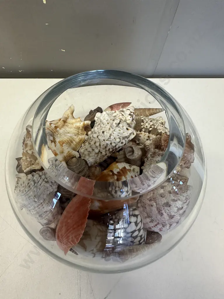 Selection Of Shells In Glass Vase Image 1++