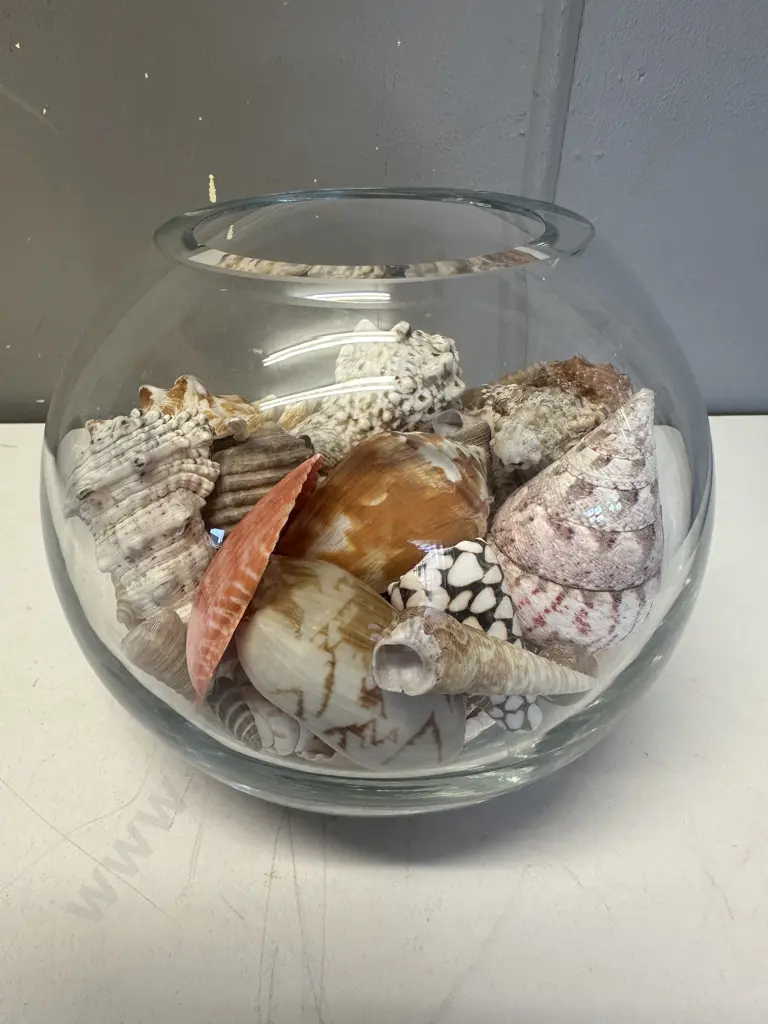 Selection Of Shells In Glass Vase Image 1++