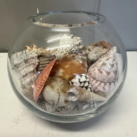 Selection Of Shells In Glass Vase