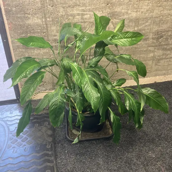 Peace Lilly In Black Terracotta Pot