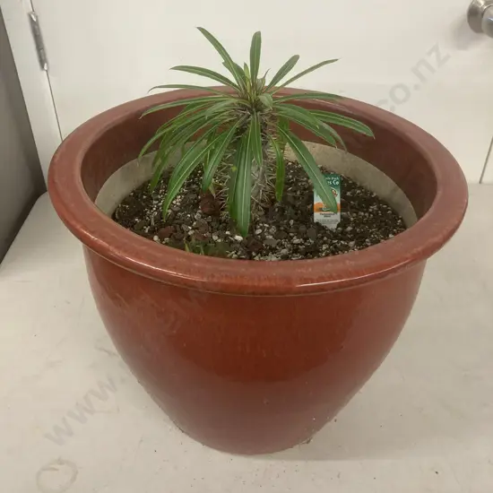 Pachypodium Plant In Red Glazed Pot. 31 x 37cm