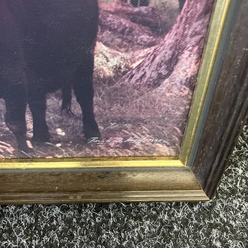 Vintage Ronald Woolf Photo - Angus Cattle In A Wooded Area, Signed & Framed. 44 x 54cm Image 1++