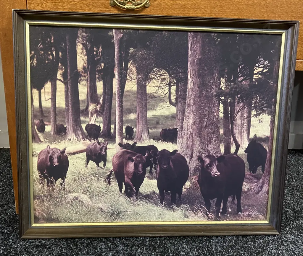 Vintage Ronald Woolf Photo - Angus Cattle In A Wooded Area, Signed & Framed. 44 x 54cm Image 1++