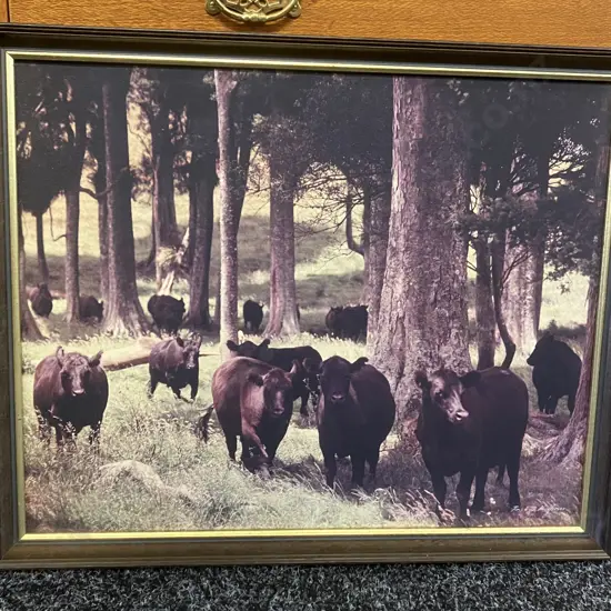 Vintage Ronald Woolf Photo - Angus Cattle In A Wooded Area, Signed & Framed. 44 x 54cm