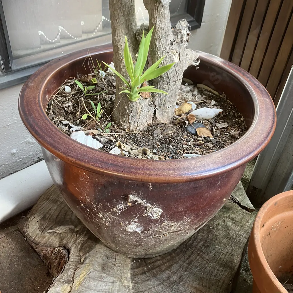 Yucca In Burgundy Glazed Pot. H162cm Image 1++