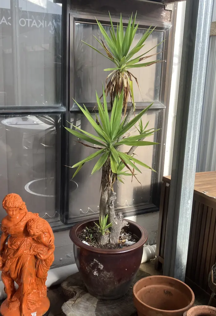 Yucca In Burgundy Glazed Pot. H162cm Image 1++