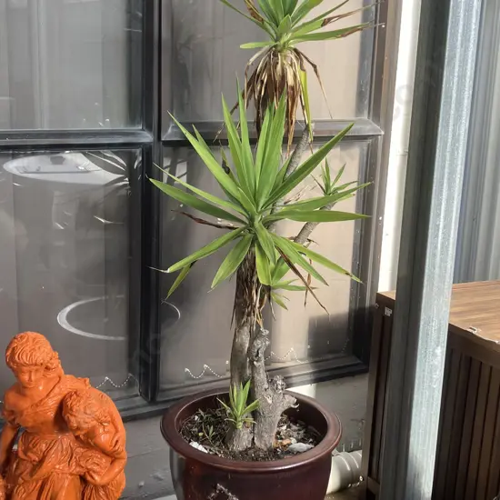 Yucca In Burgundy Glazed Pot. H162cm