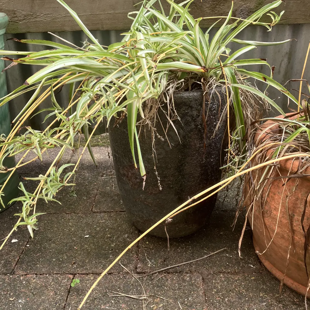 Pair of Spider Plants With Pots Image 1++