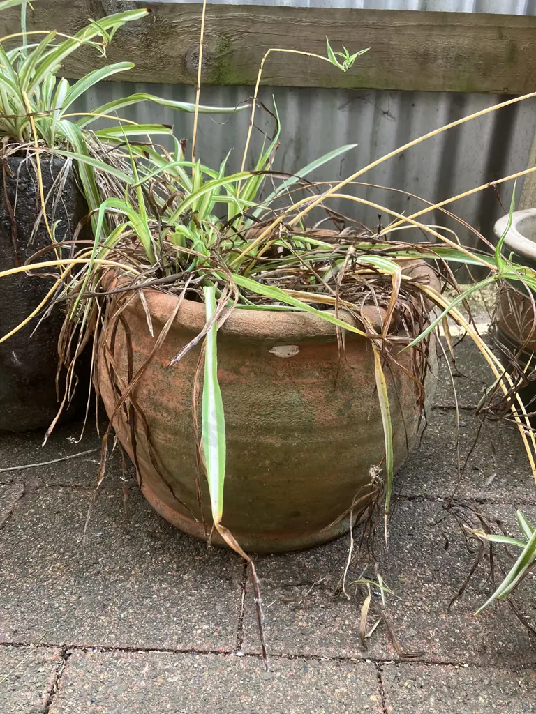 Pair of Spider Plants With Pots Image 1++