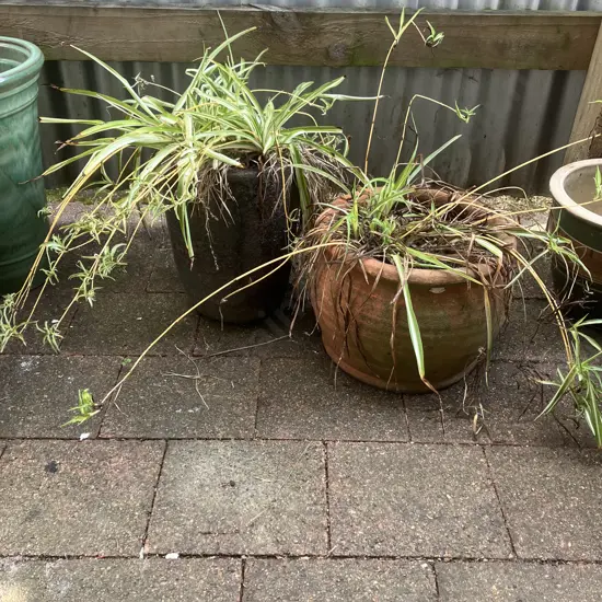 Pair of Spider Plants With Pots