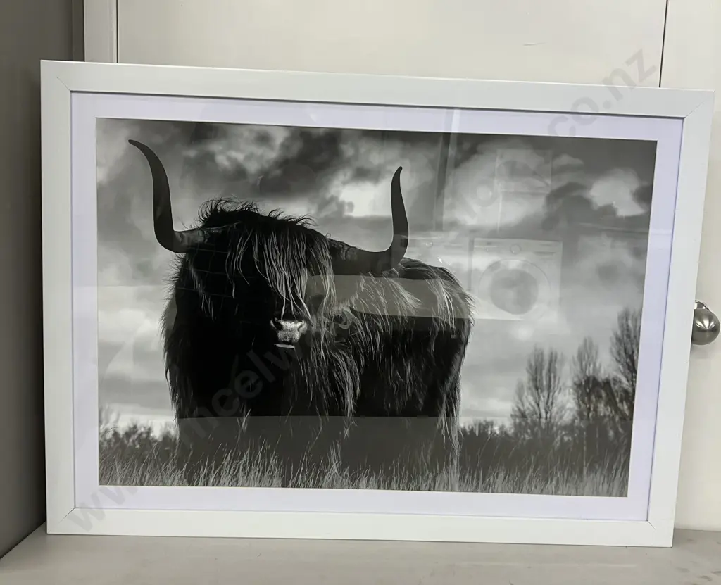 Highland Cow Framed Print. 65 x 90cm (As Found) Image 1++