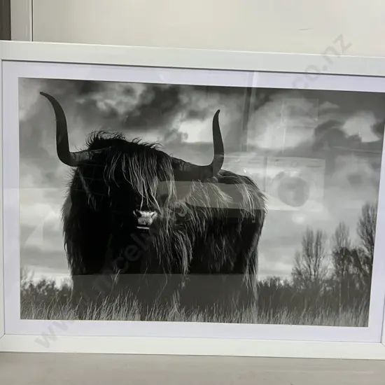Highland Cow Framed Print. 65 x 90cm (As Found)