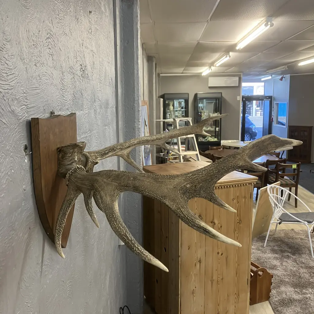 Vintage 13 Point Stag Antlers With Wooden Shield Mount. 42 x 88cm Image 1++