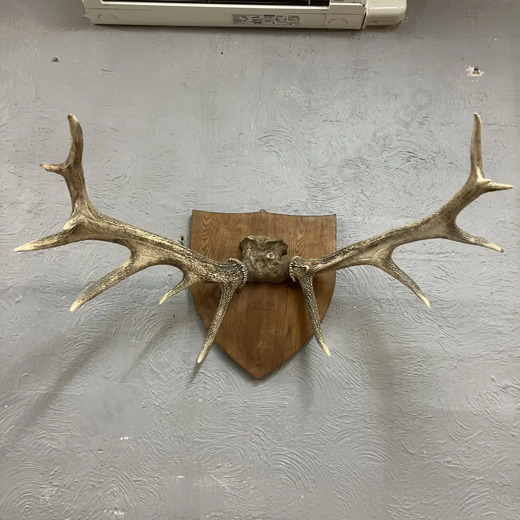 Vintage 13 Point Stag Antlers With Wooden Shield Mount. 42 x 88cm Image 1++