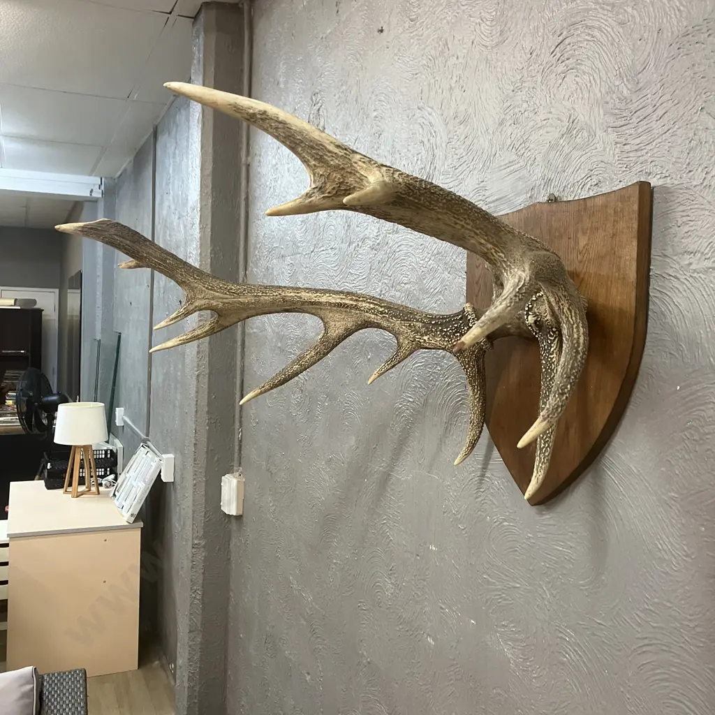 Vintage 13 Point Stag Antlers With Wooden Shield Mount. 42 x 88cm Image 1++