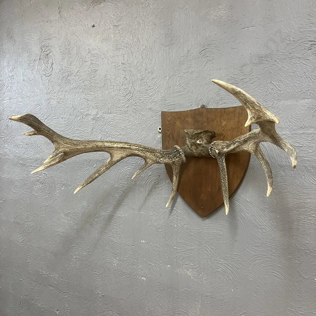 Vintage 13 Point Stag Antlers With Wooden Shield Mount. 42 x 88cm Image 1++
