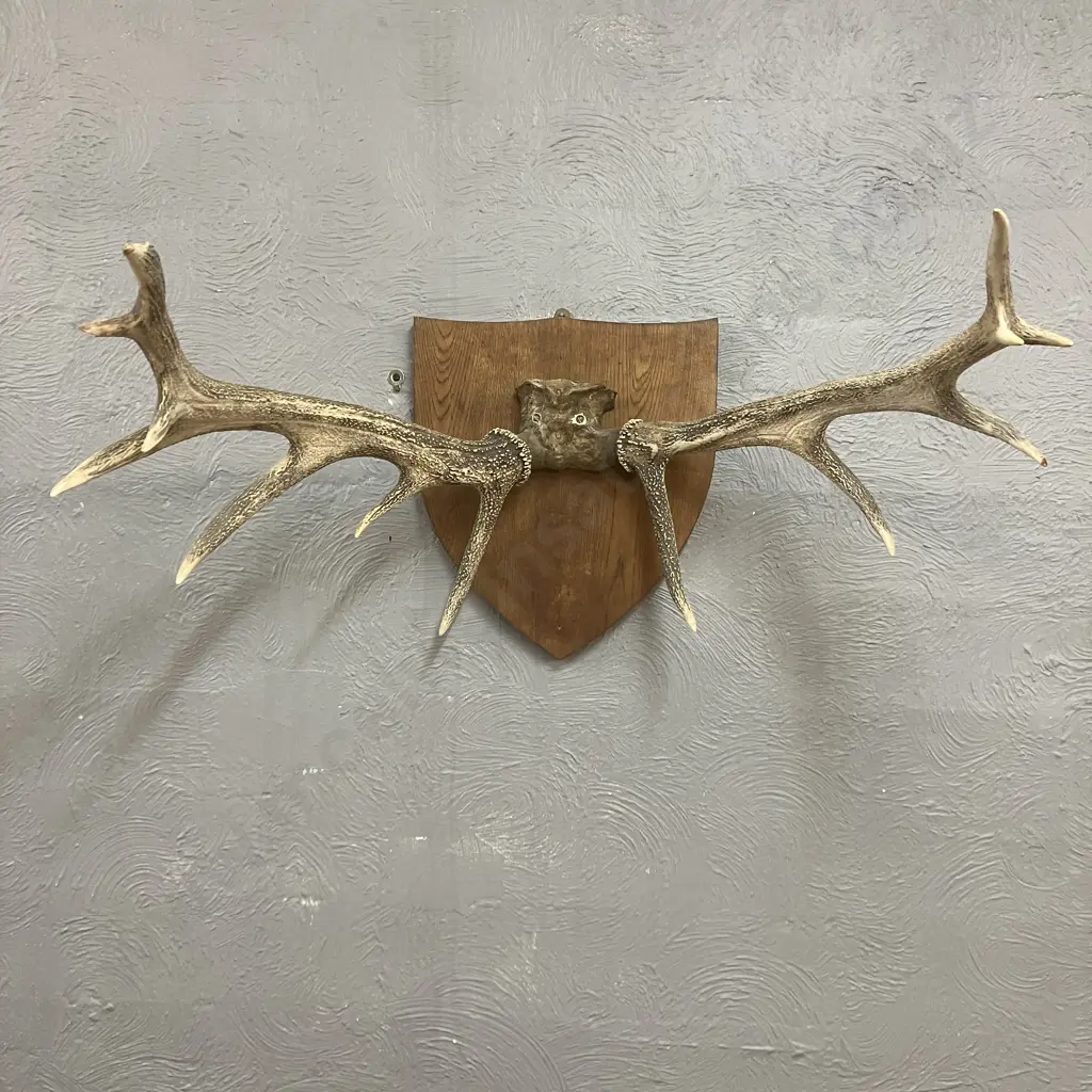 Vintage 13 Point Stag Antlers With Wooden Shield Mount. 42 x 88cm Image 1++