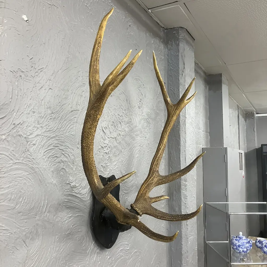 Vintage Magnificent 12 Point Stag Antlers With Wooden Shield Mount. 82 x 94cm Image 1++