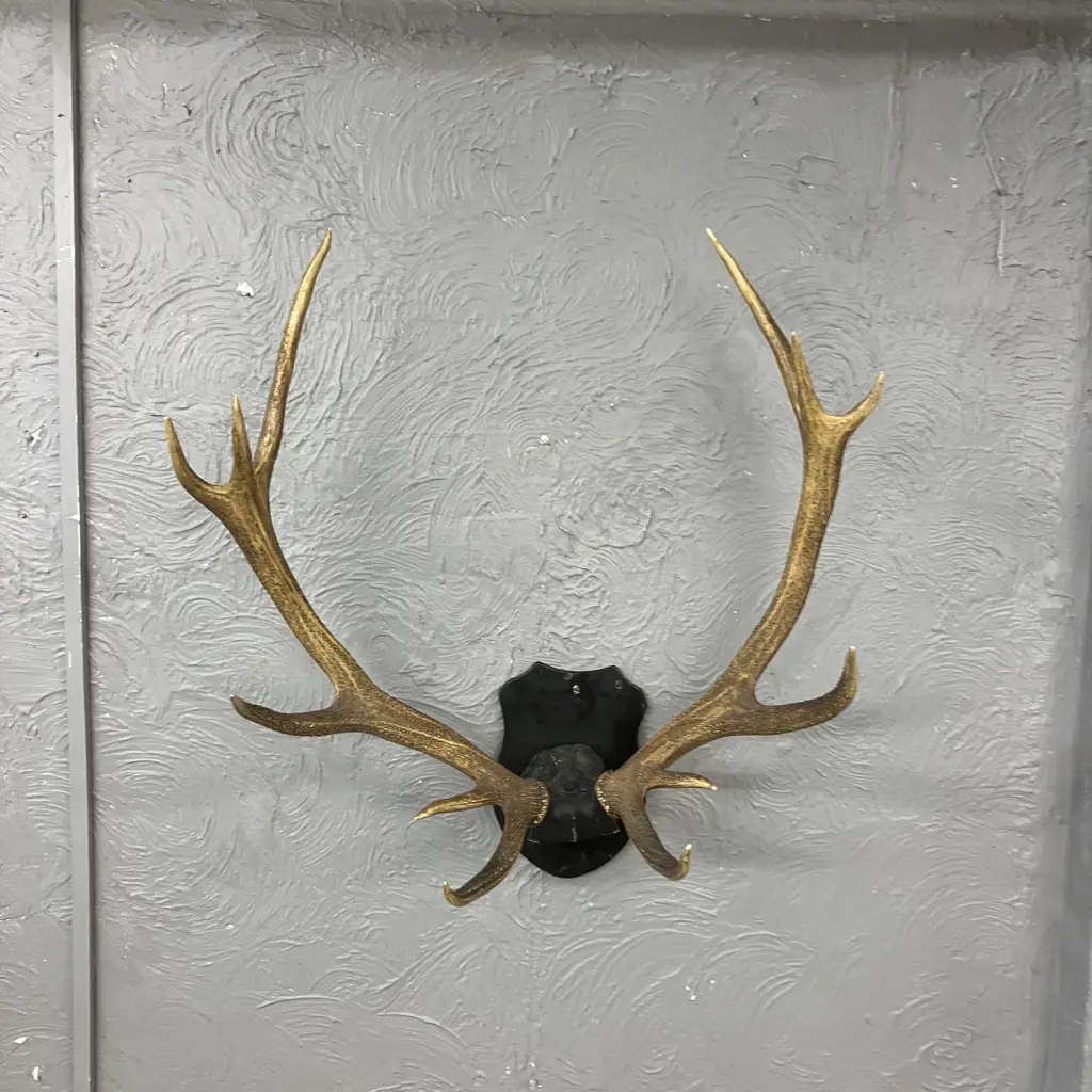 Vintage Magnificent 12 Point Stag Antlers With Wooden Shield Mount. 82 x 94cm Image 1++