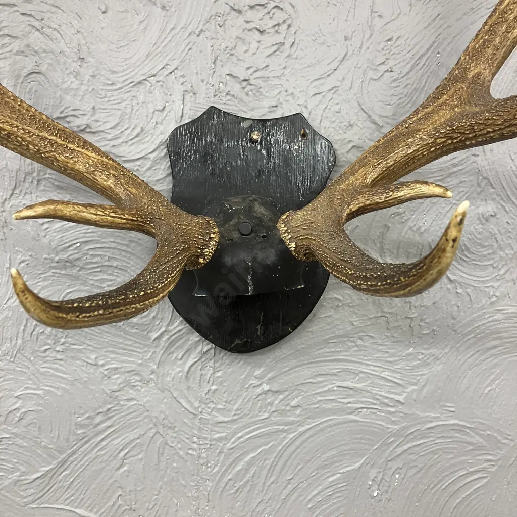 Vintage Magnificent 12 Point Stag Antlers With Wooden Shield Mount. 82 x 94cm Image 1++
