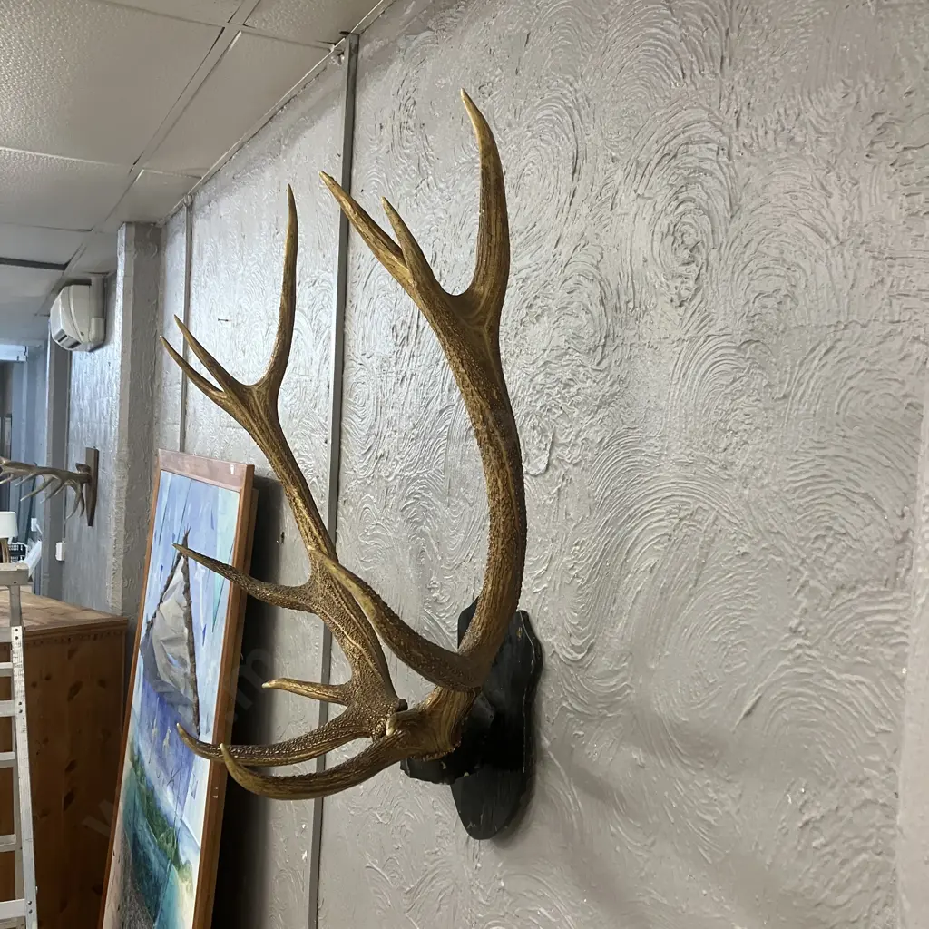 Vintage Magnificent 12 Point Stag Antlers With Wooden Shield Mount. 82 x 94cm Image 1++