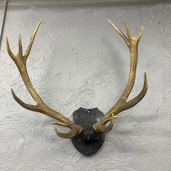 Vintage Magnificent 12 Point Stag Antlers With Wooden Shield Mount. 82 x 94cm