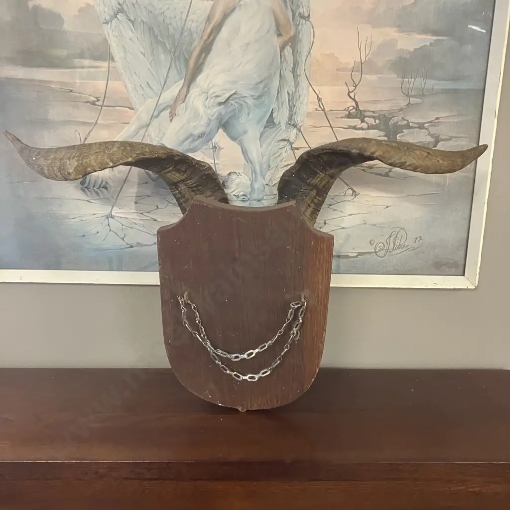 Vintage Catalina Goat Horn Taxidermy Mount. Width 49.5cm Image 1++