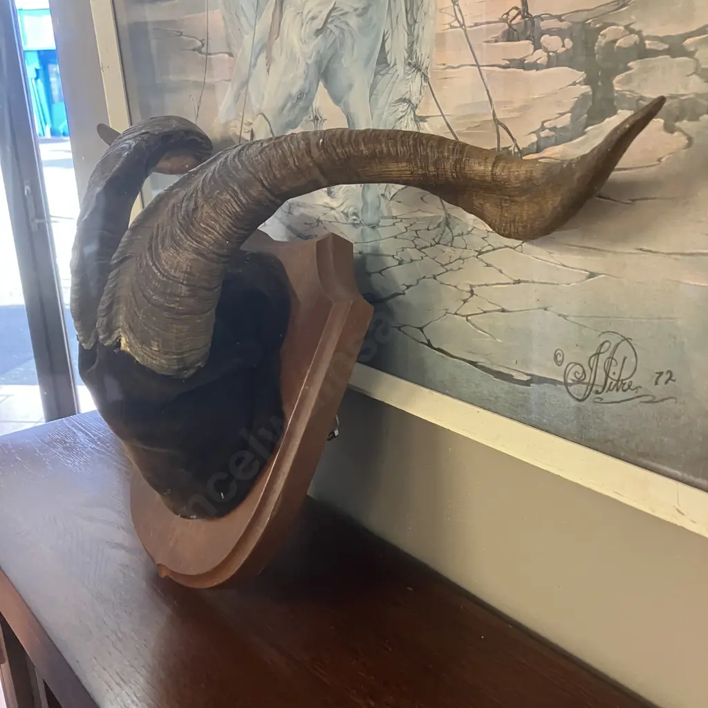 Vintage Catalina Goat Horn Taxidermy Mount. Width 49.5cm Image 1++