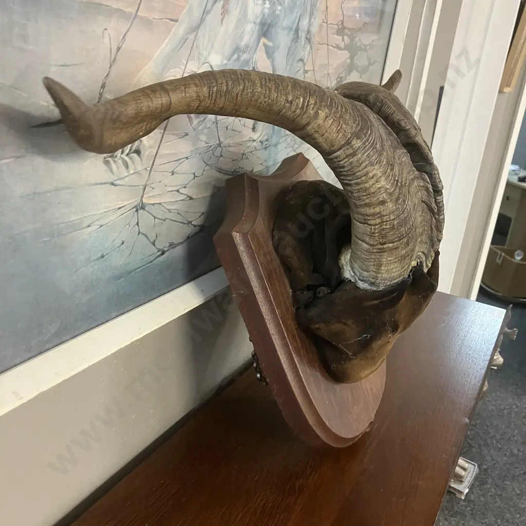 Vintage Catalina Goat Horn Taxidermy Mount. Width 49.5cm Image 1++