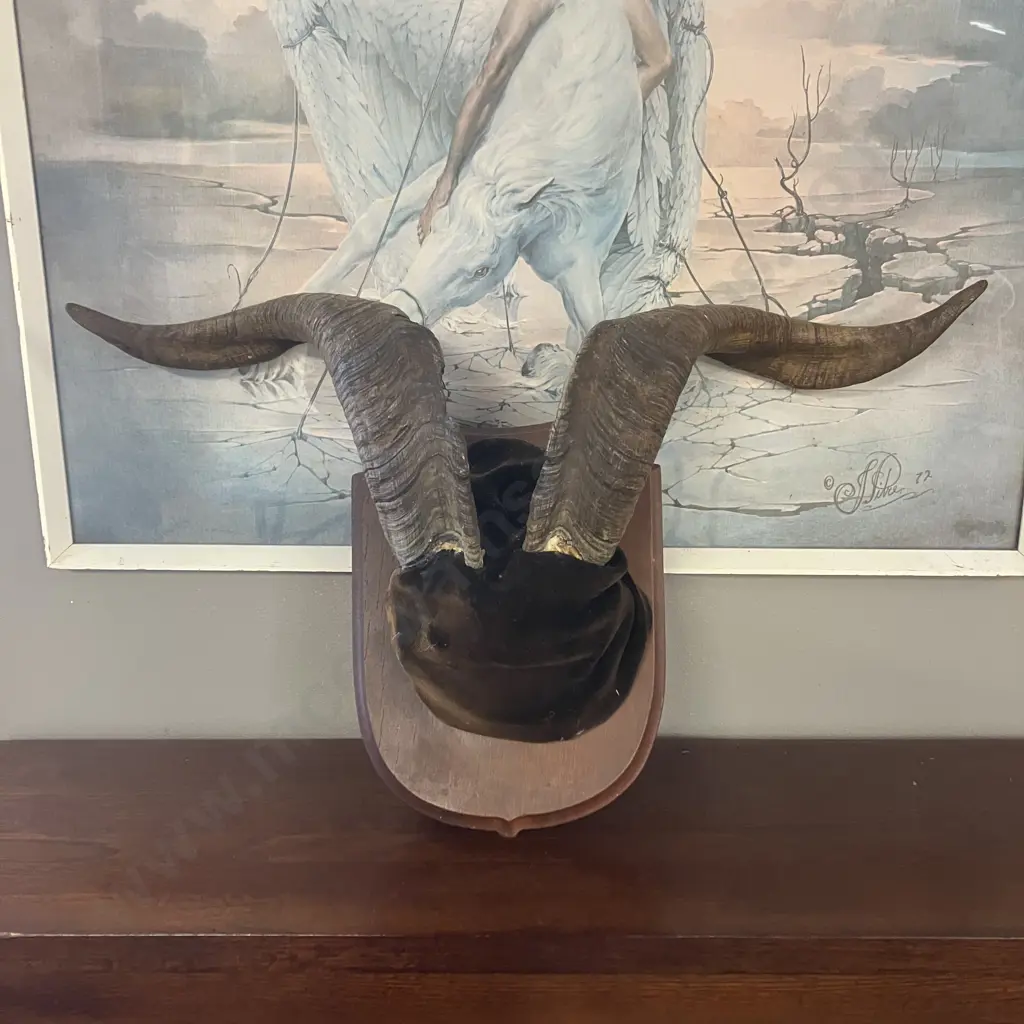 Vintage Catalina Goat Horn Taxidermy Mount. Width 49.5cm Image 1++