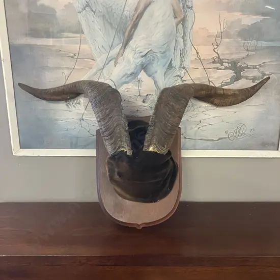 Vintage Catalina Goat Horn Taxidermy Mount. Width 49.5cm