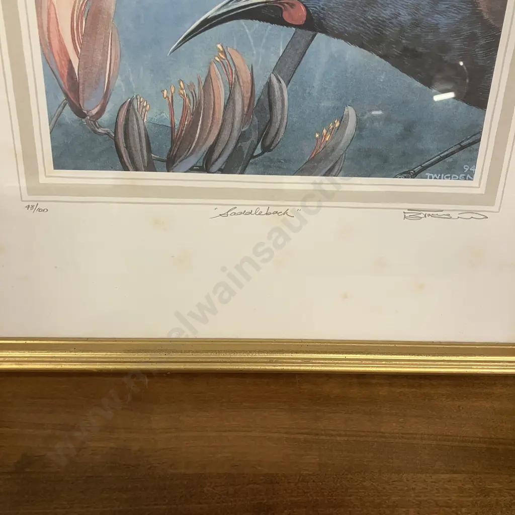 Blake Twigden "Tui" 62/100 & "Saddleback" 48/100 Limited Edition Signed Framed Prints. 65 x 54cm Image 1++