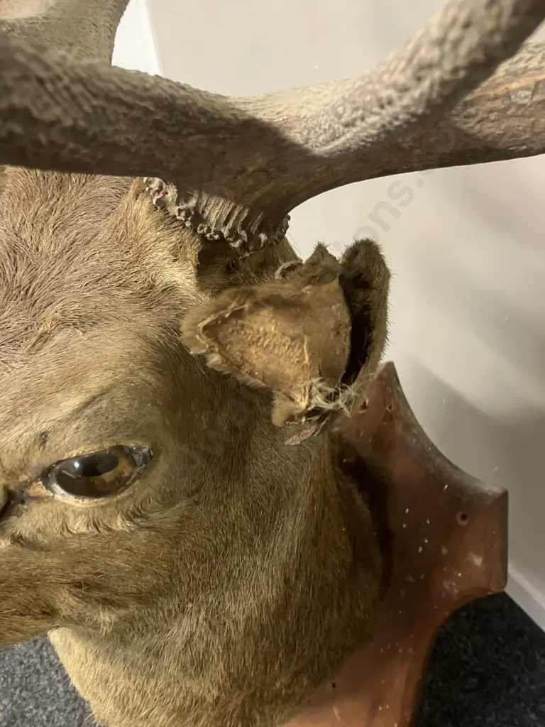 Large Deer Head 12 Point Taxidermy Shoulder Mount On Wood Shield. 1.36m Image 1++