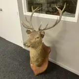 Large Deer Head 12 Point Taxidermy Shoulder Mount On Wood Shield. 1.36m Image 1++