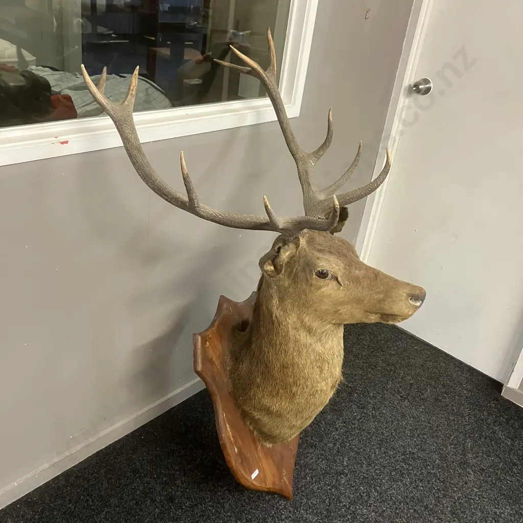 Large Deer Head 12 Point Taxidermy Shoulder Mount On Wood Shield. 1.36m Image 1++