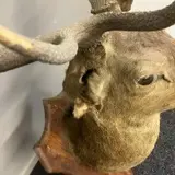 Large Deer Head 12 Point Taxidermy Shoulder Mount On Wood Shield. 1.36m Image 1++