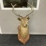 Large Deer Head 12 Point Taxidermy Shoulder Mount On Wood Shield. 1.36m Image 1++