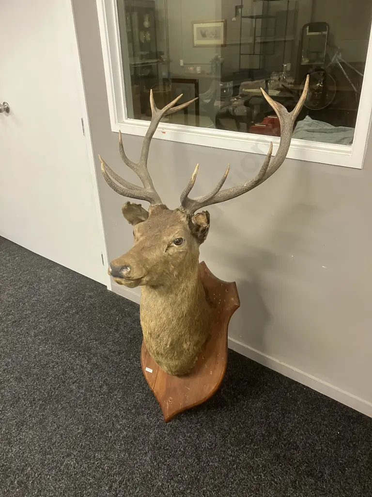 Large Deer Head 12 Point Taxidermy Shoulder Mount On Wood Shield. 1.36m Image 1++
