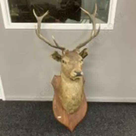 Large Deer Head 12 Point Taxidermy Shoulder Mount On Wood Shield. 1.36m
