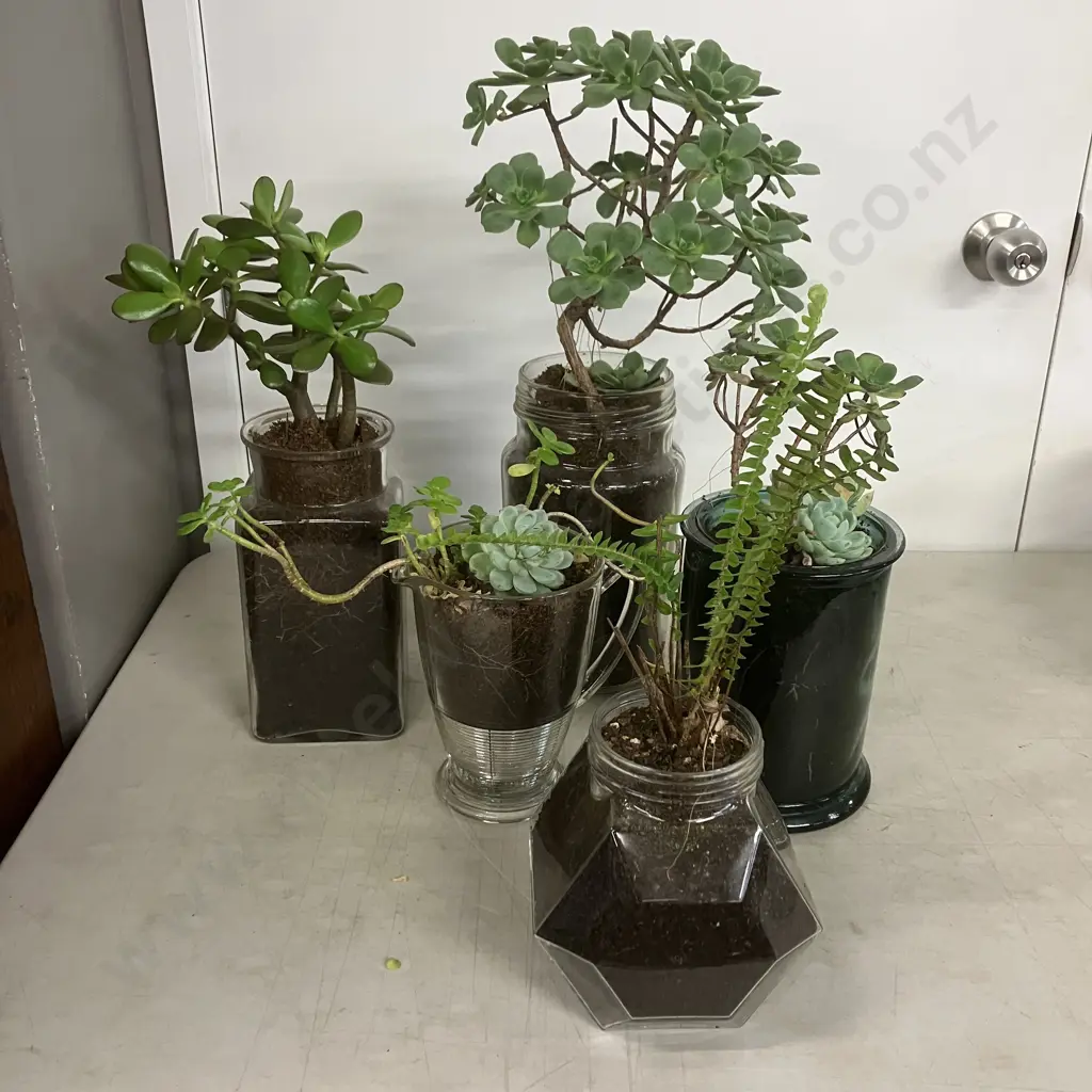 Lot of Money Plants Etc In Five Glass Containers Image 1++